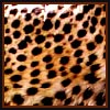 Gepard