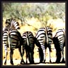 Zebras