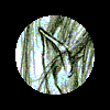 Elben